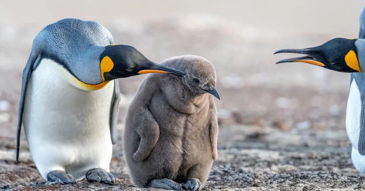 Funny Penguins Who Fall in Love With Pebbles