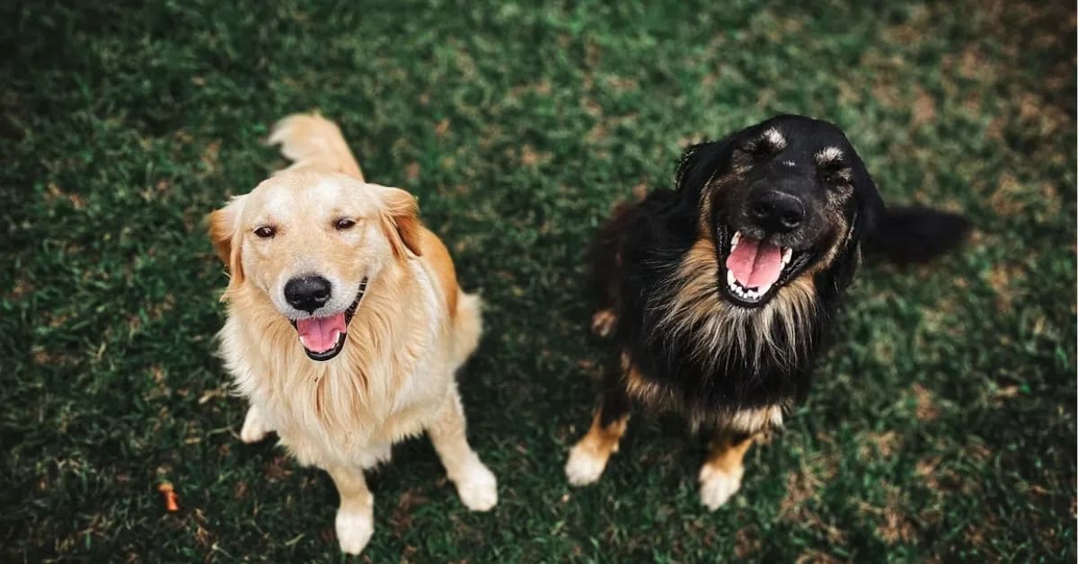 Funny Dogs Who Act Like Tiny Comedians