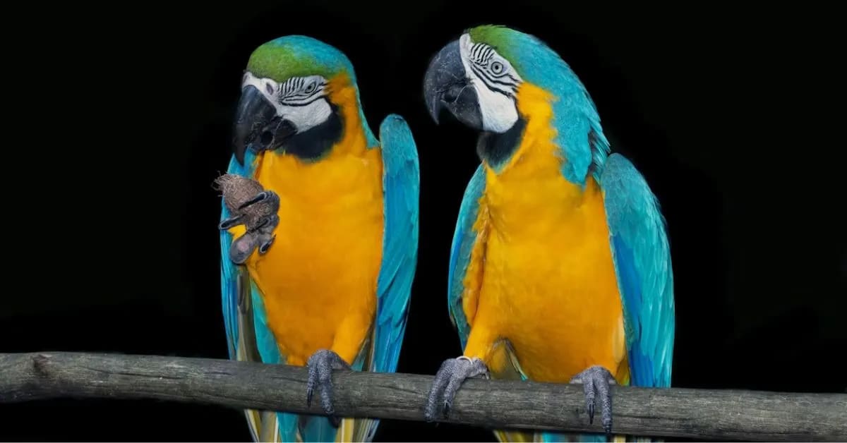 Funny Parrots That Copy Human Arguments