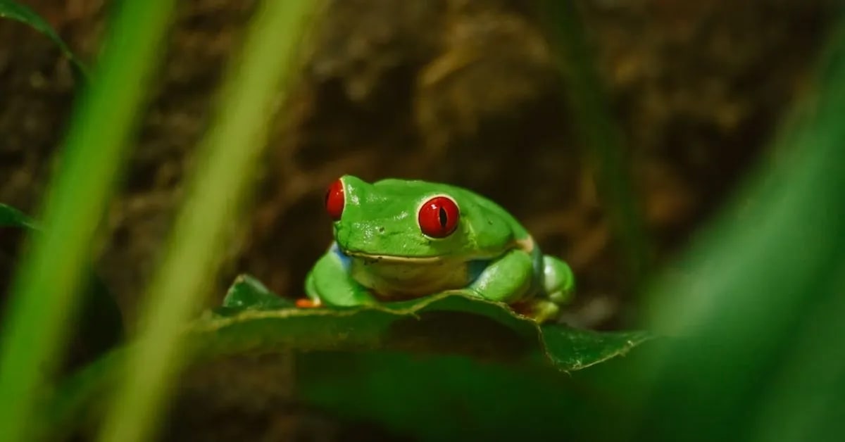 Funny Frogs With Surprisingly Loud Voices