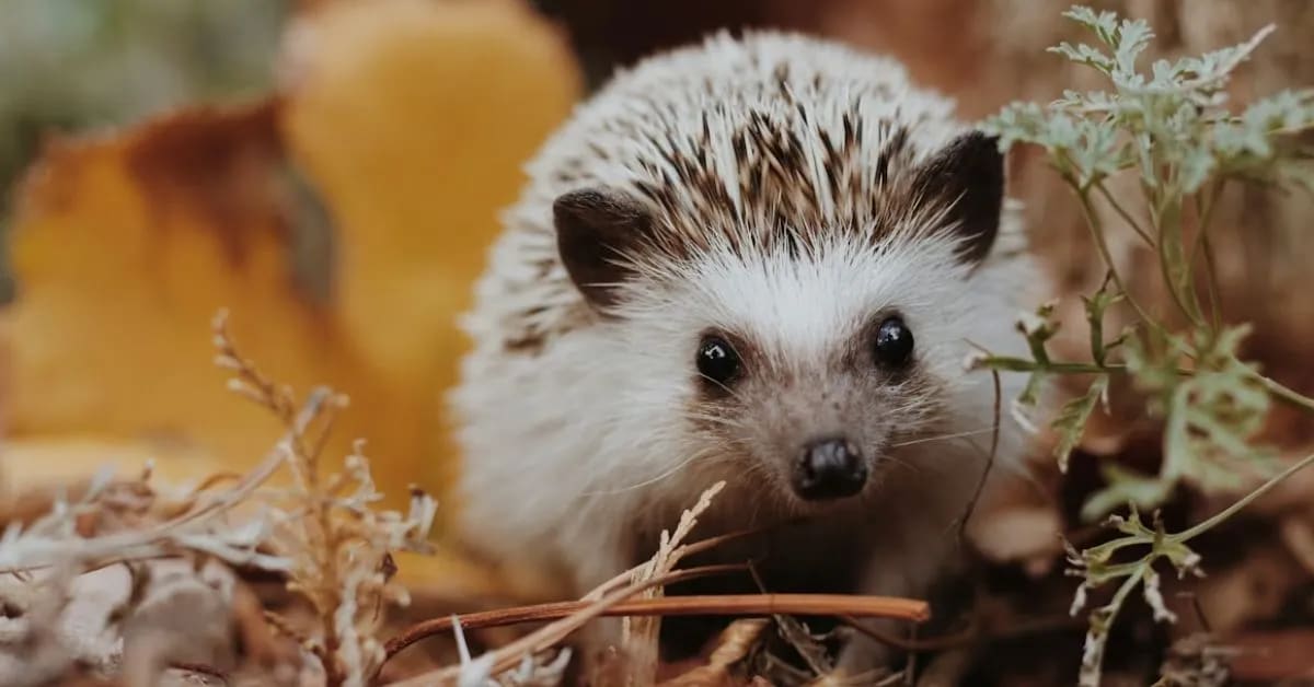  Funny Hedgehogs That Roll When Surprised