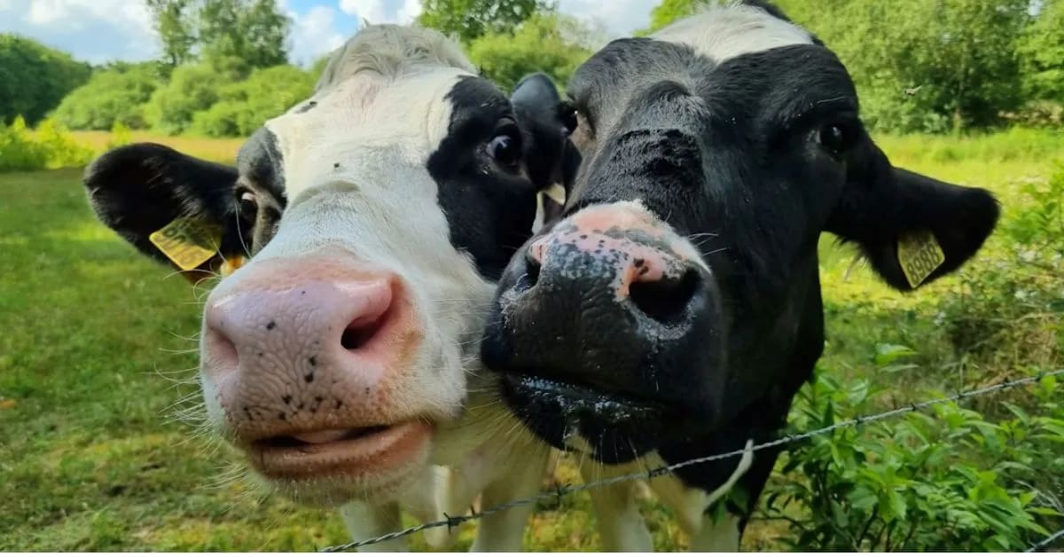 Funny Cows That Have Best Friends