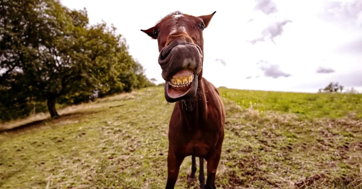 Funny Horses That Smile For Cameras