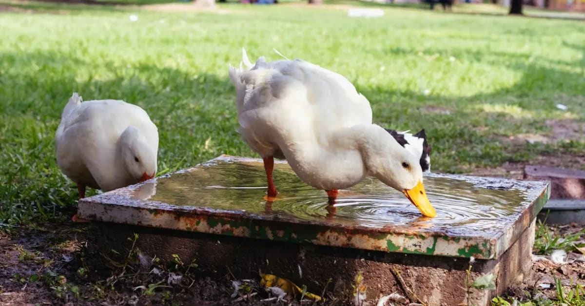 Funny Ducks That Waddle With Confidence