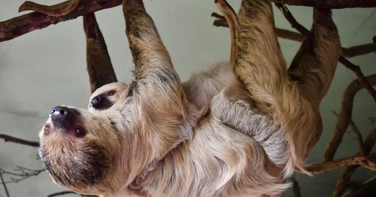 Funny Sloths That Move Slower Than Your Internet