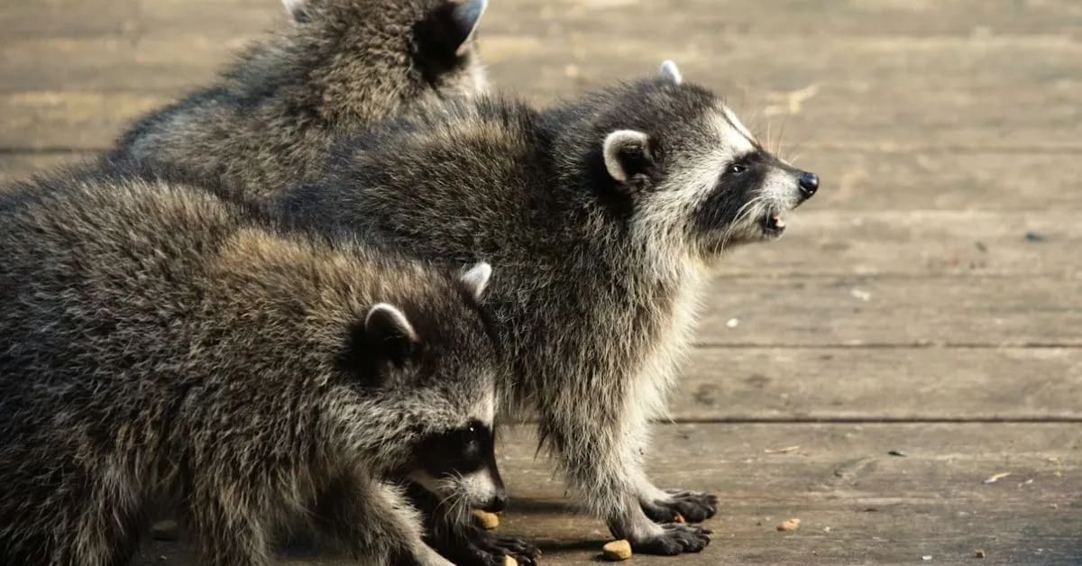  Funny Raccoons With Serious Thief Skills