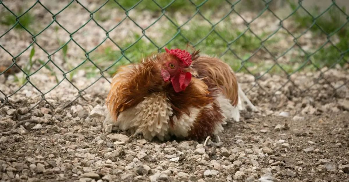 Funny Chickens That Actually Dream While Sleeping