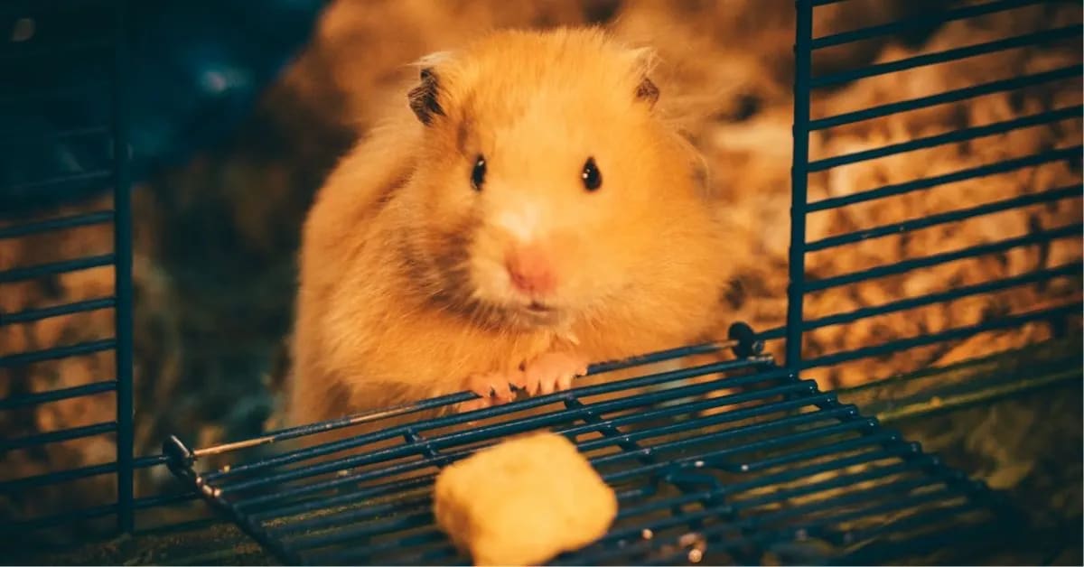  Funny Hamsters That Run All Night For Nothing