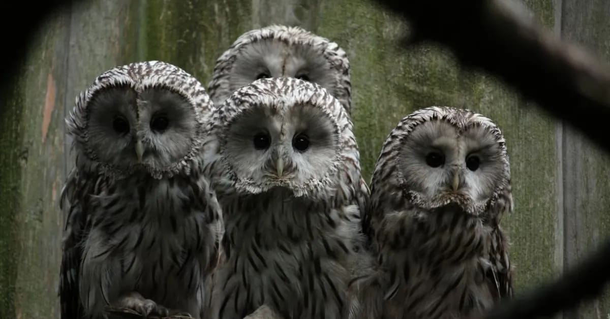 Funny Owls That Rotate Their Heads Dramatically