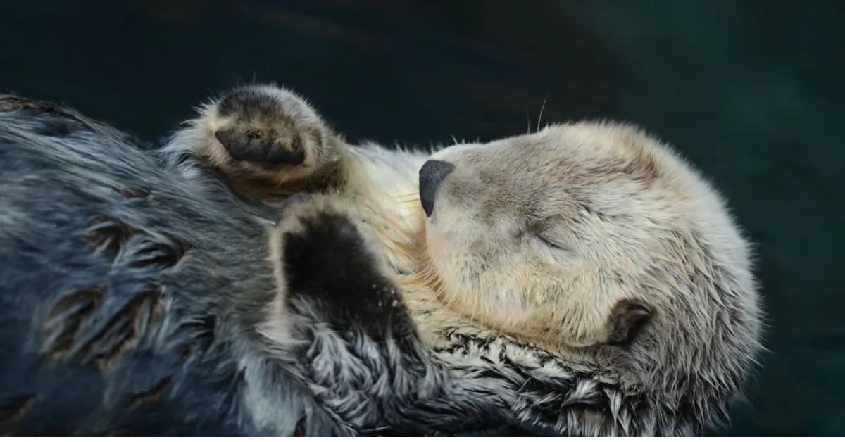 Funny Otters That Hold Hands While Sleeping