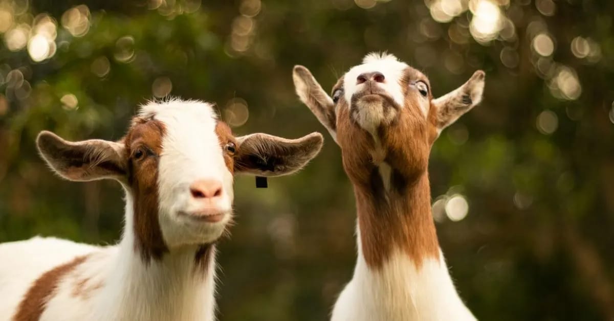 Funny Goats That Scream Like Humans