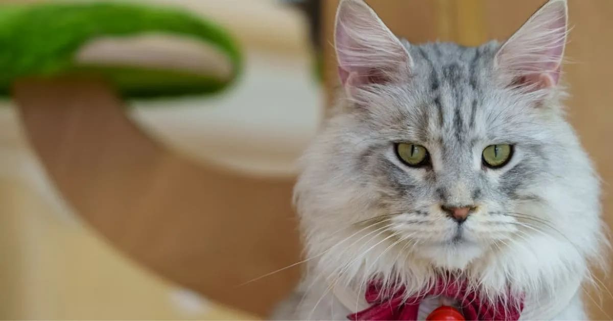 Funny Cats That Ignore Humans With Style