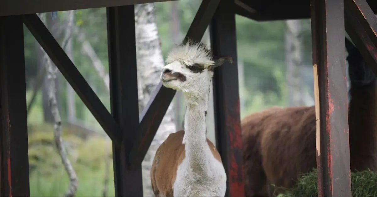 Funny Alpacas That Make Weird Alarm Sounds