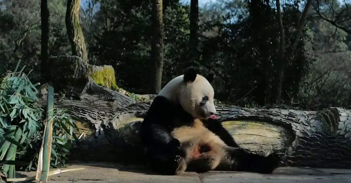 Funny Pandas Who Roll More Than They Walk
