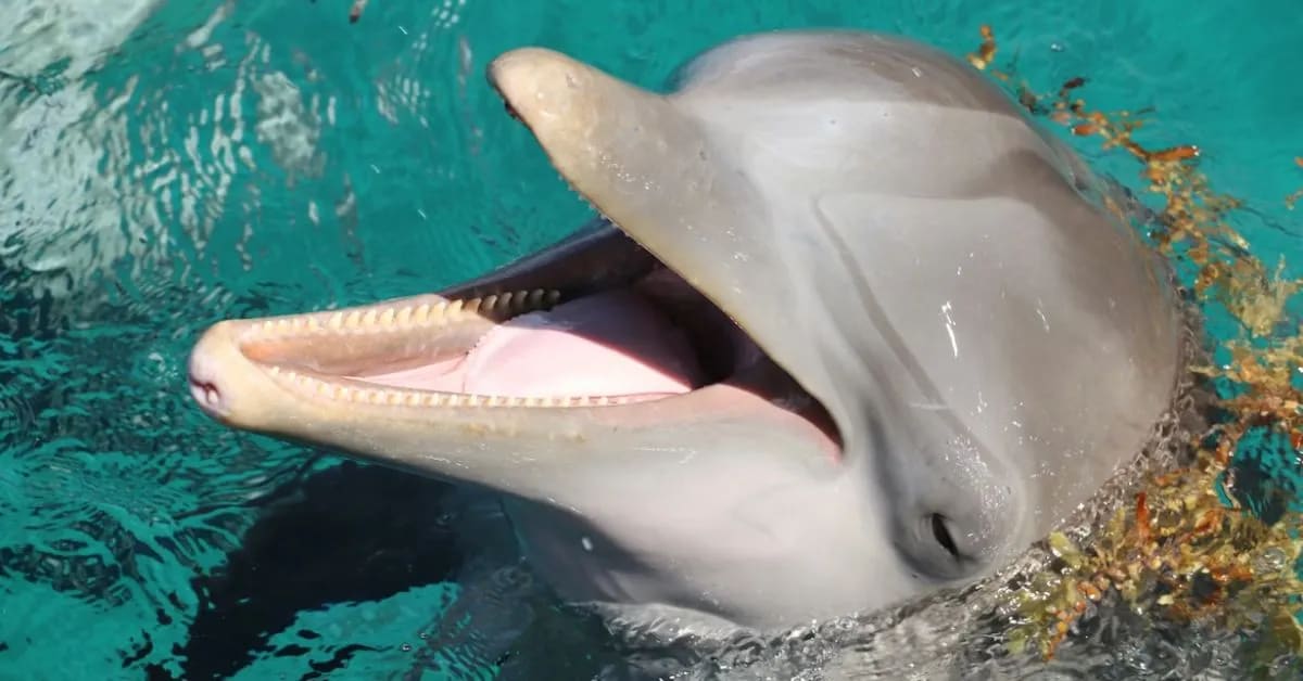 Funny Dolphins That Laugh During Playtime