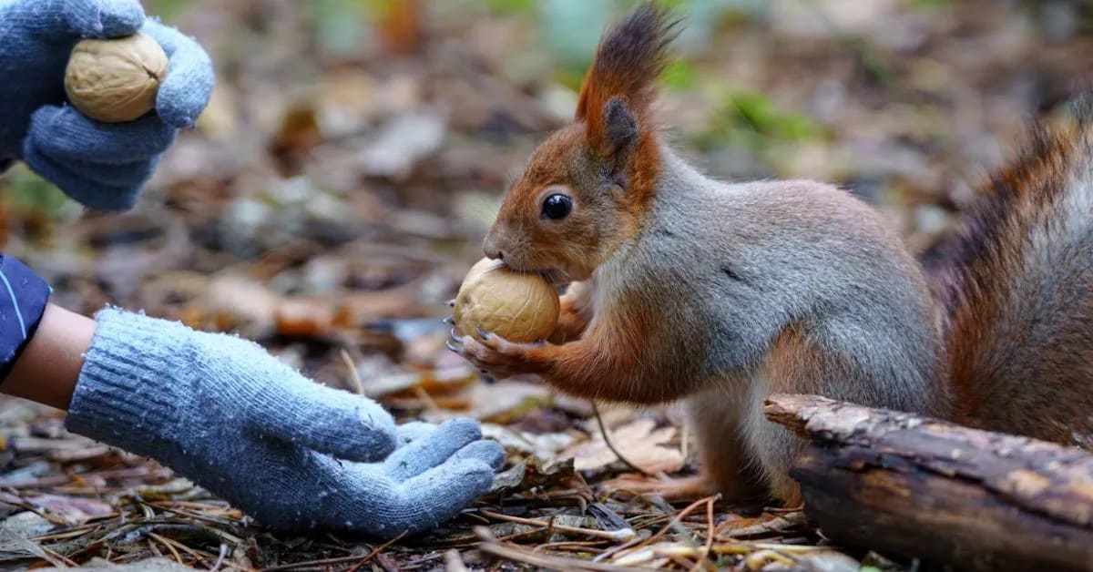 Funny Squirrels That Forget Their Own Secrets