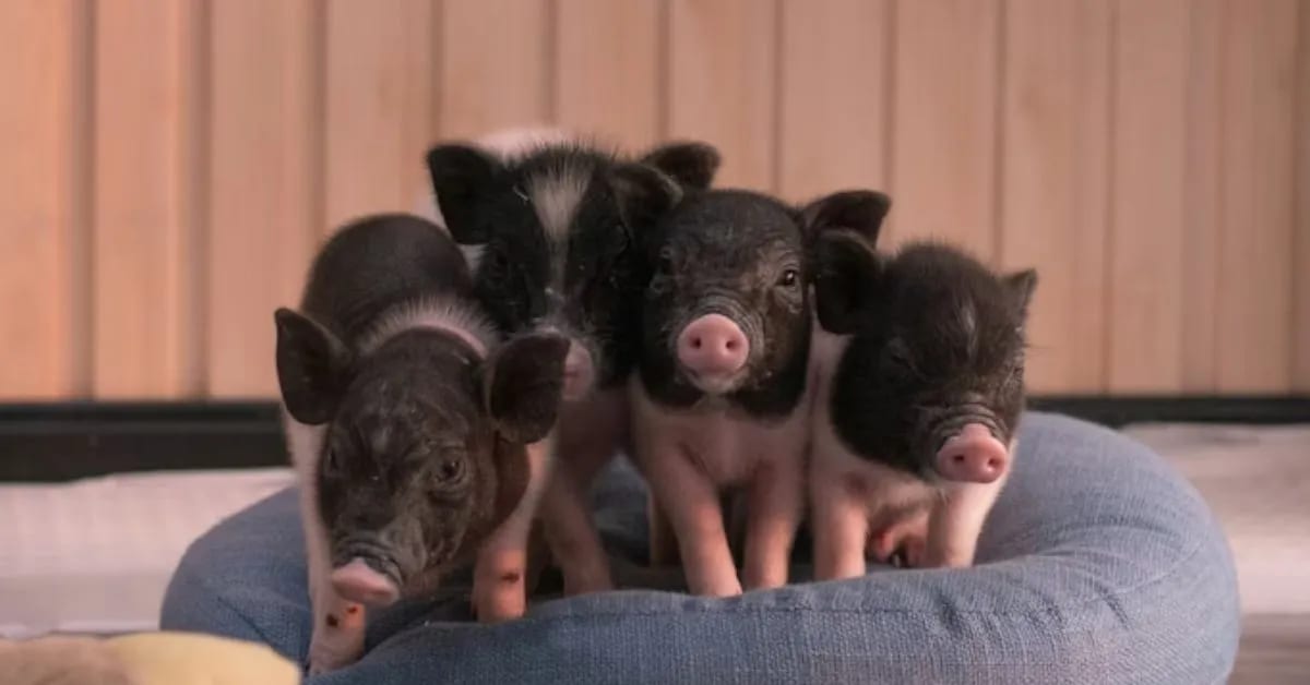 Funny Pigs That Are Smarter Than Dogs