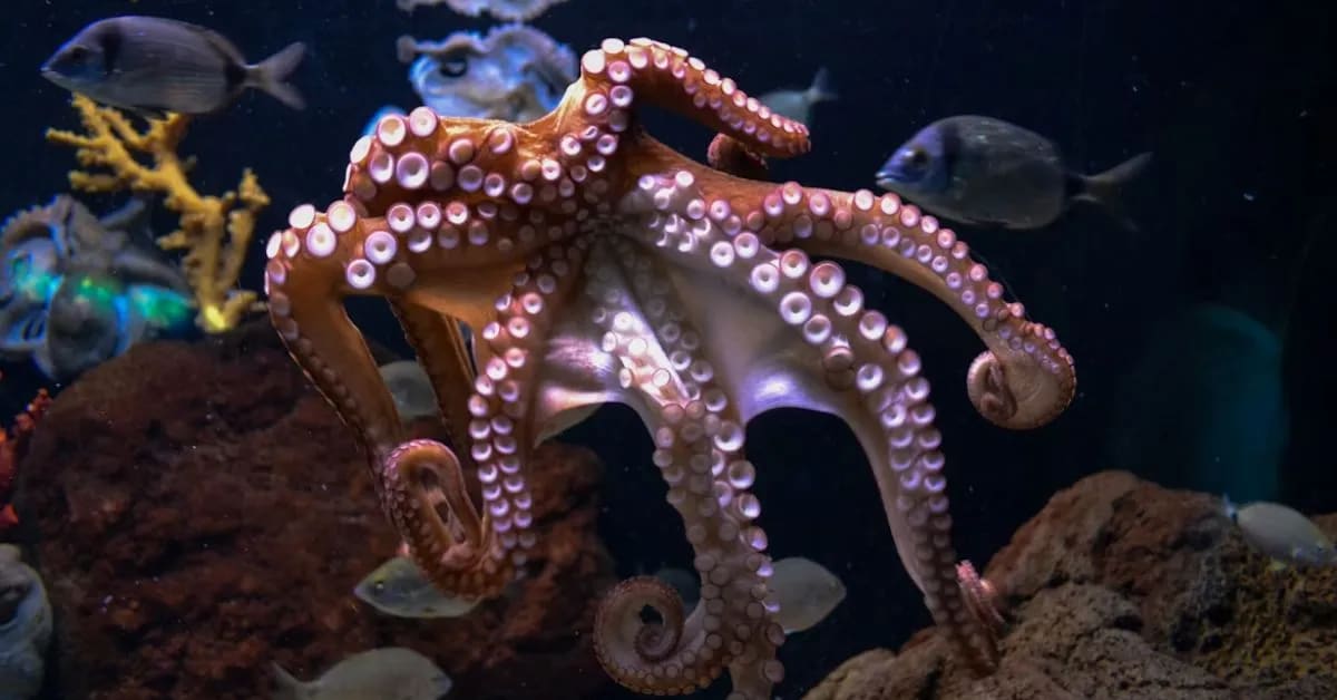 Funny Octopuses That Escape Like Master Thieves