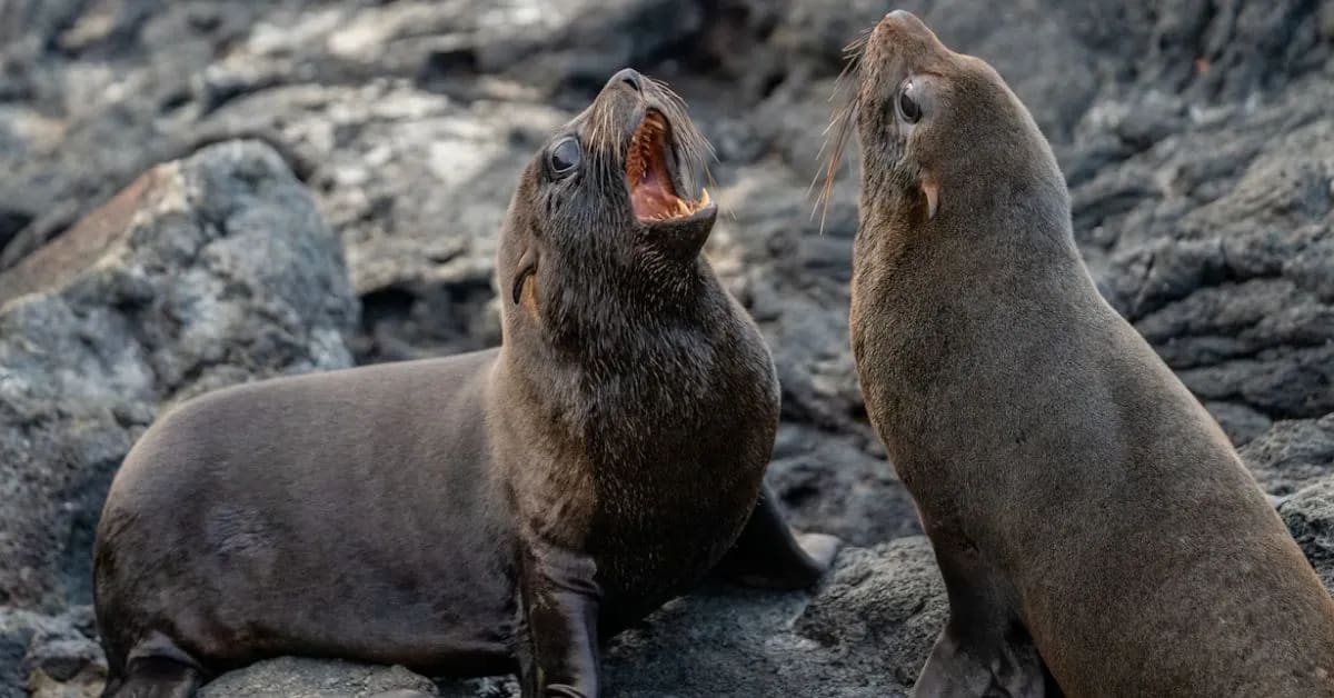 Funny Sea Lions That Clap Like Audiences