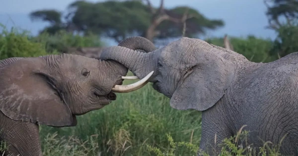 Funny Elephants That Think Humans Are Cute