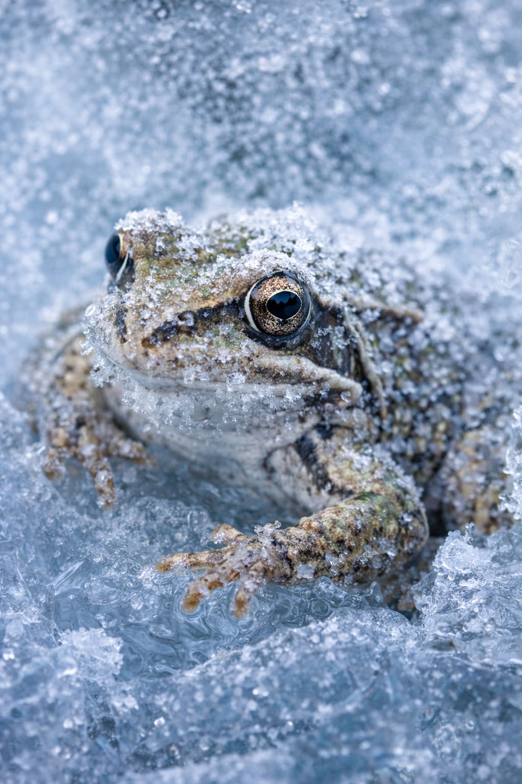 Frogs Can Freeze Without Dying