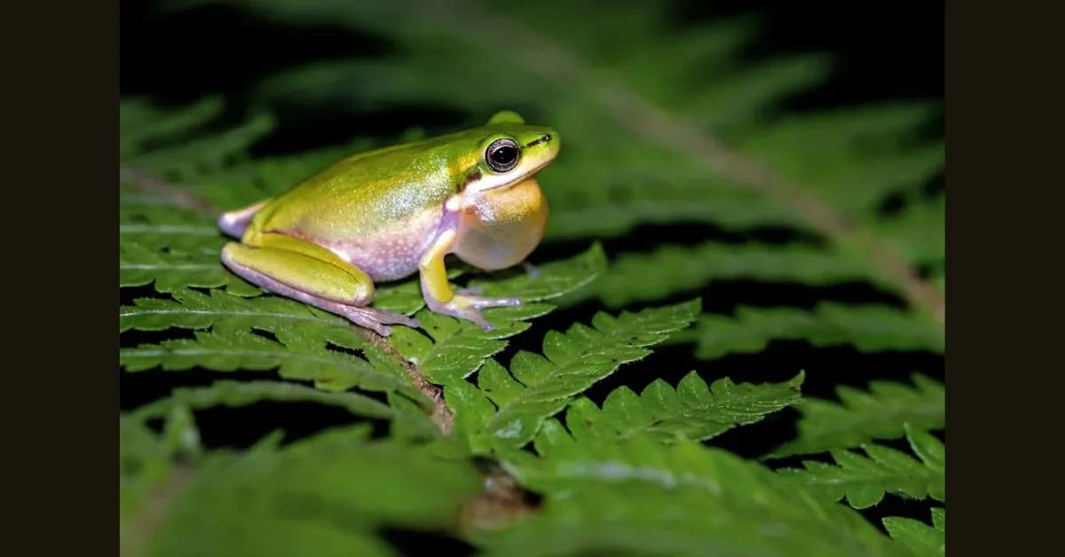 Poison Dart Frog – Small Body, Powerful Defense