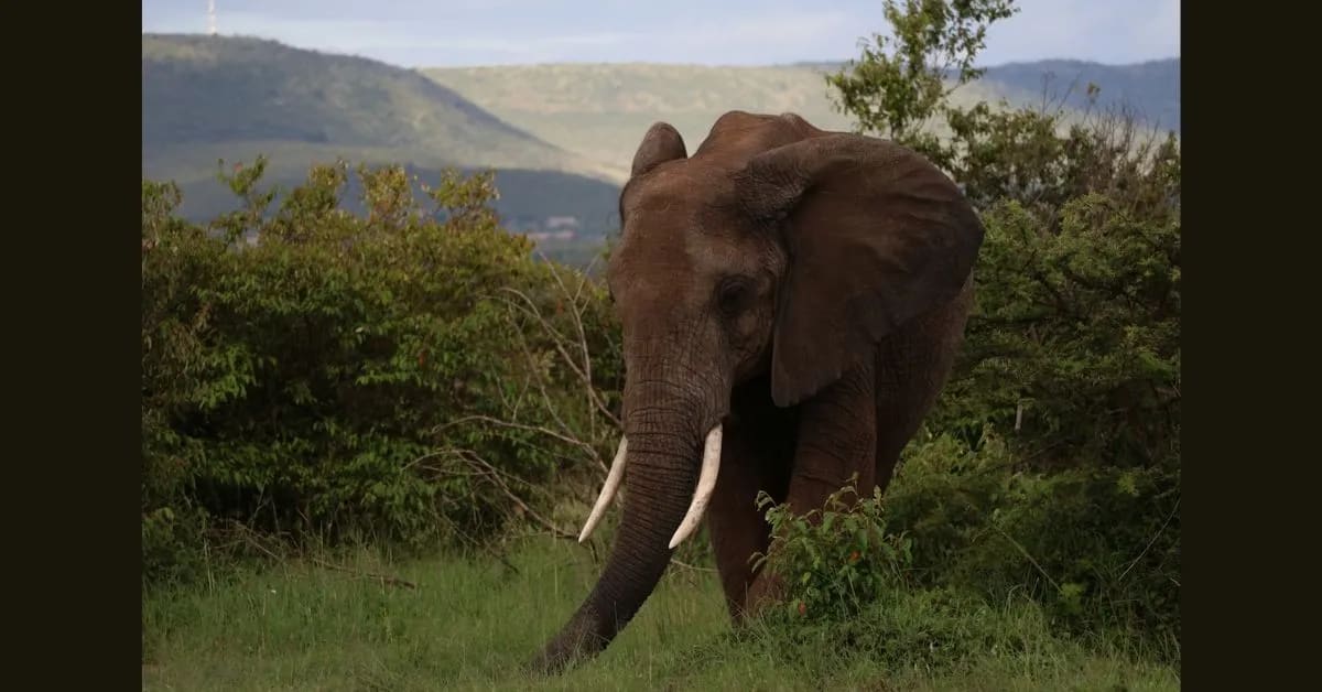 African Forest Elephant – The Secret Giant