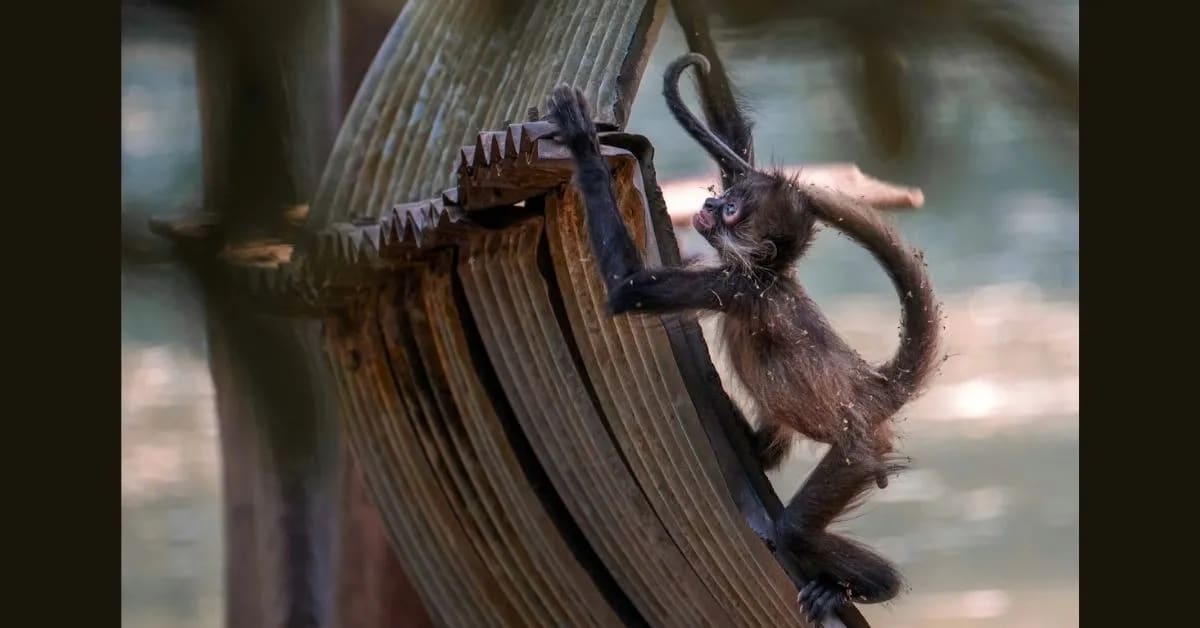 Spider Monkey – Acrobat of the Canopy