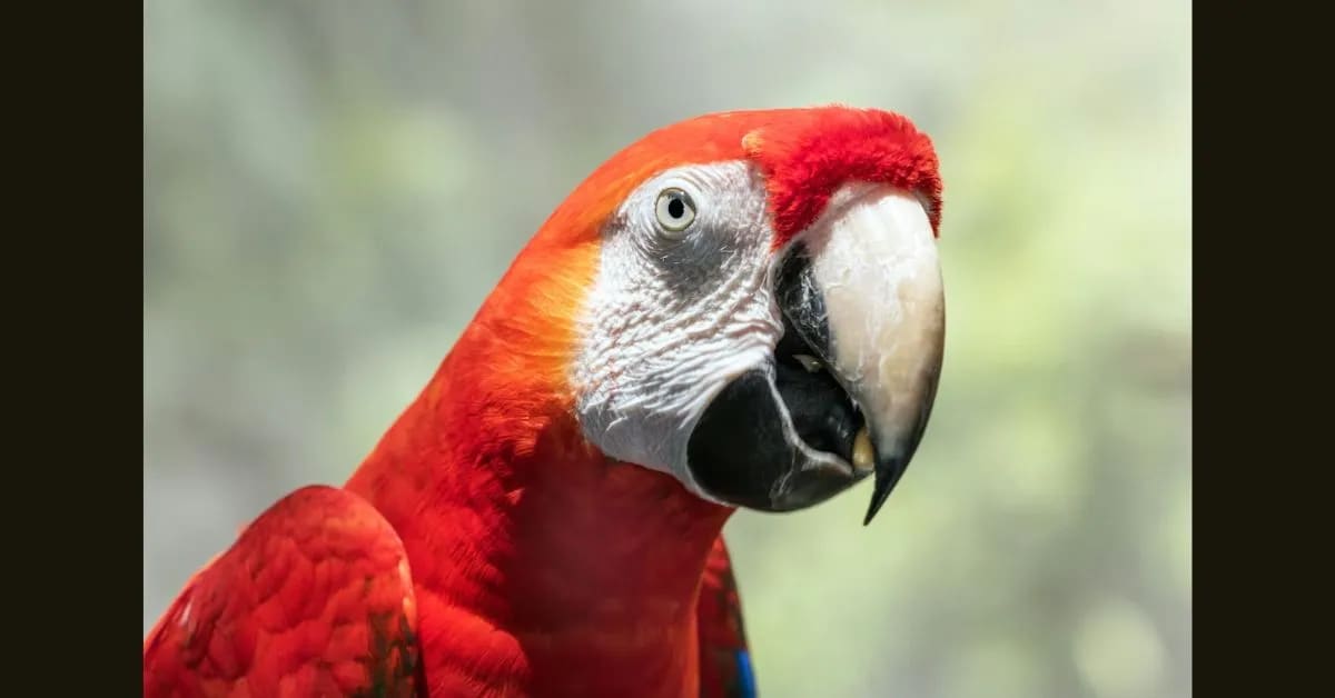 Scarlet Macaw – The Talking Jewel of Rainforests