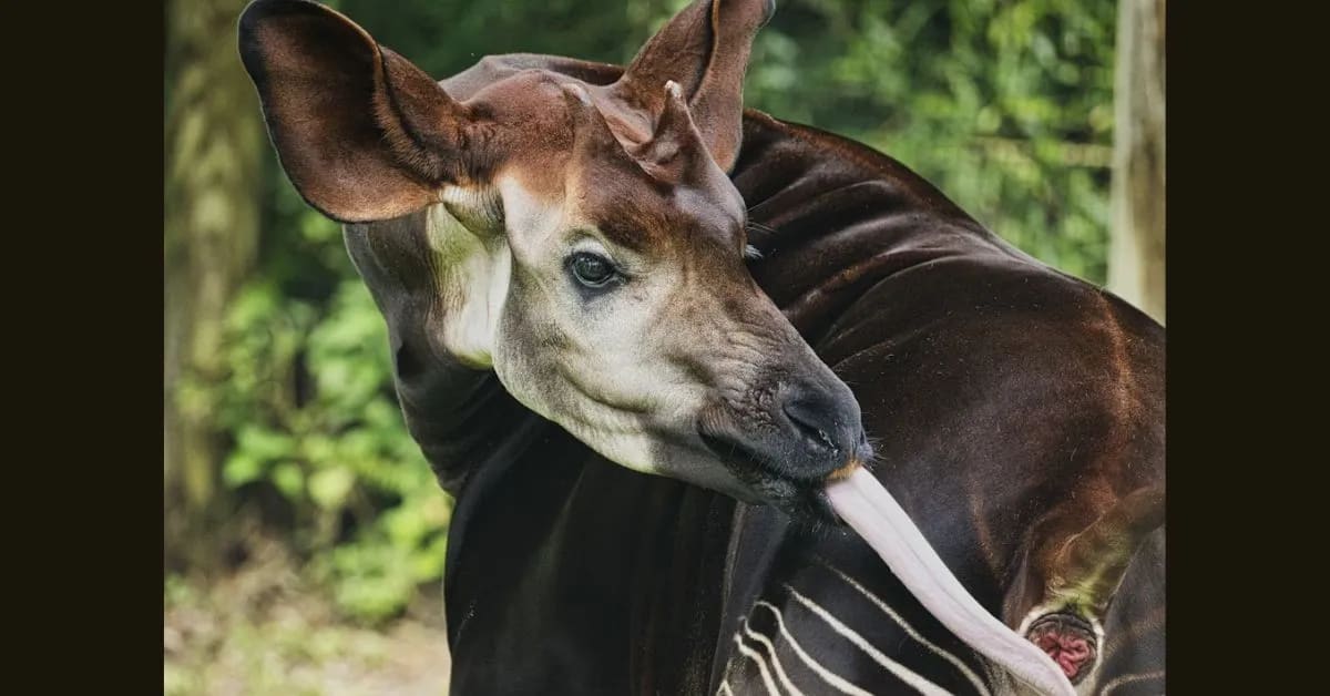 Okapi – The Rainforest’s Hidden Mystery