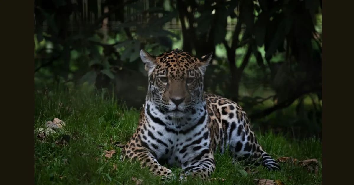Jaguar – Shadow King of the Amazon