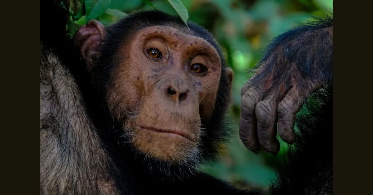 Chimpanzee – The Smartest Rainforest Animal