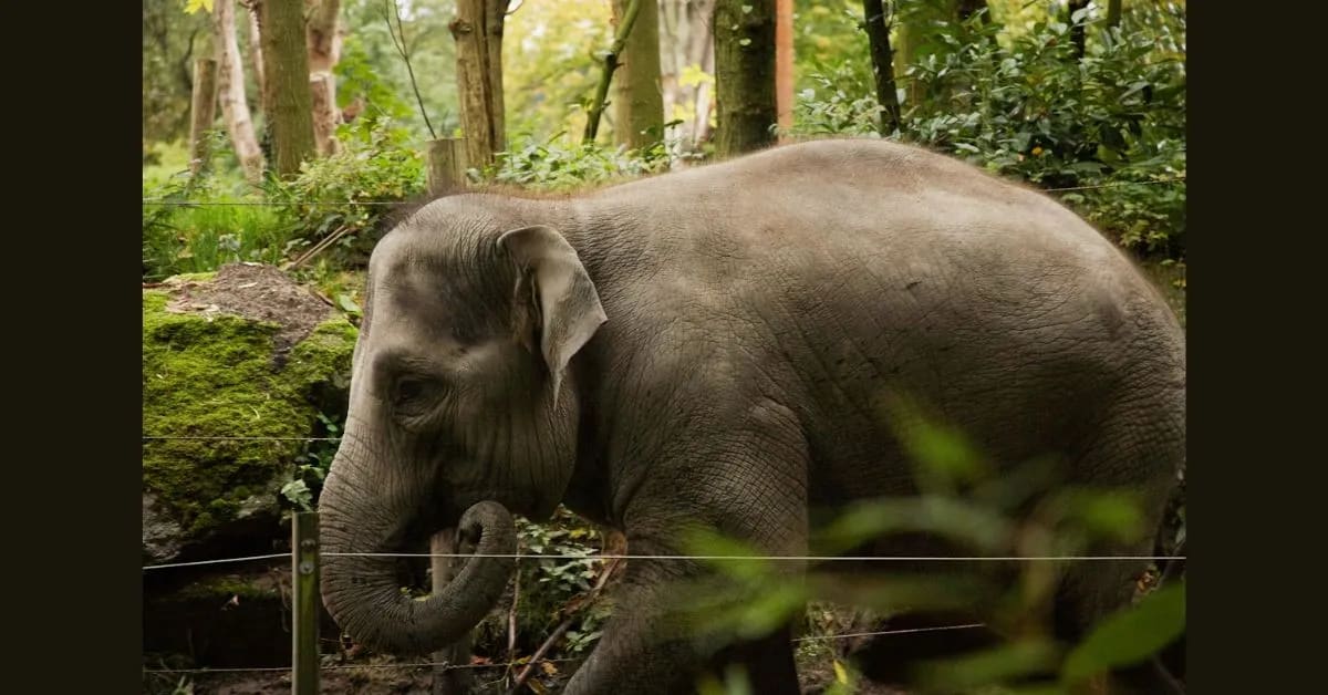 Asian Elephant – Gentle Giant of the Rainforest