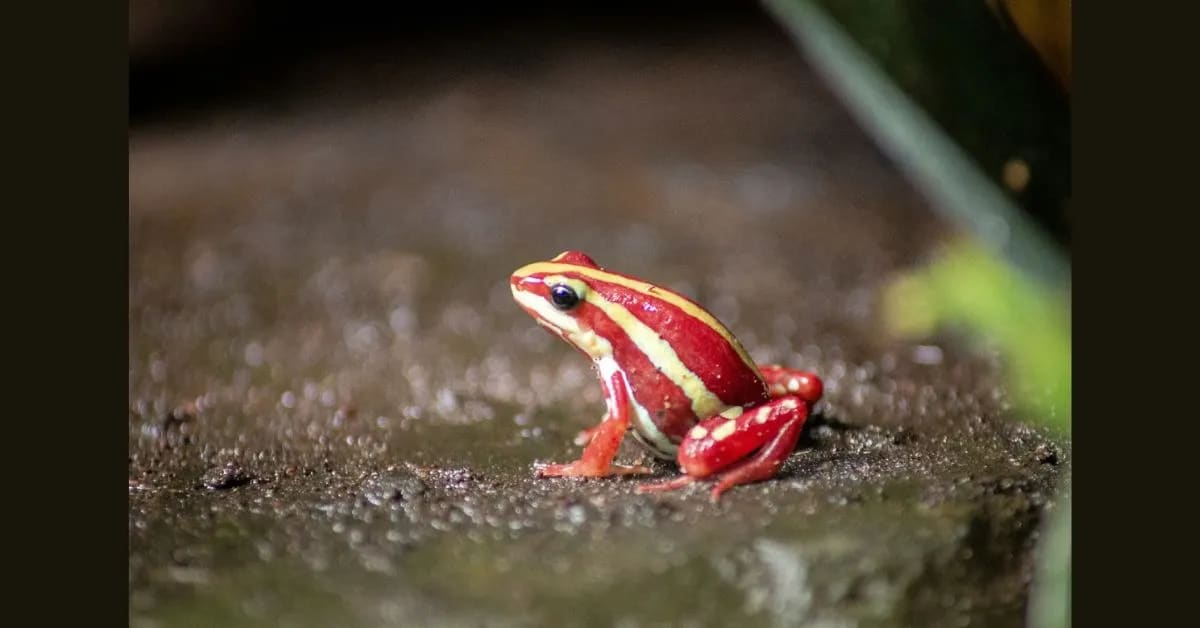 Red-Eyed Tree Frog – Colorful Guardian of the Rainforest