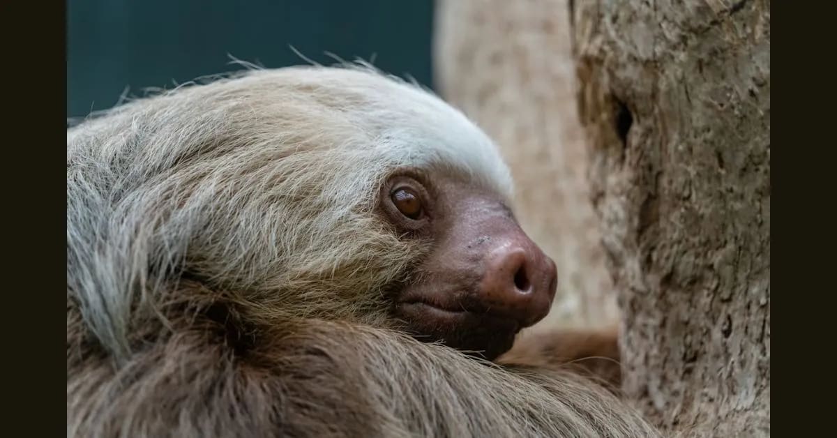 Sloth – The Slow but Smart Survivor