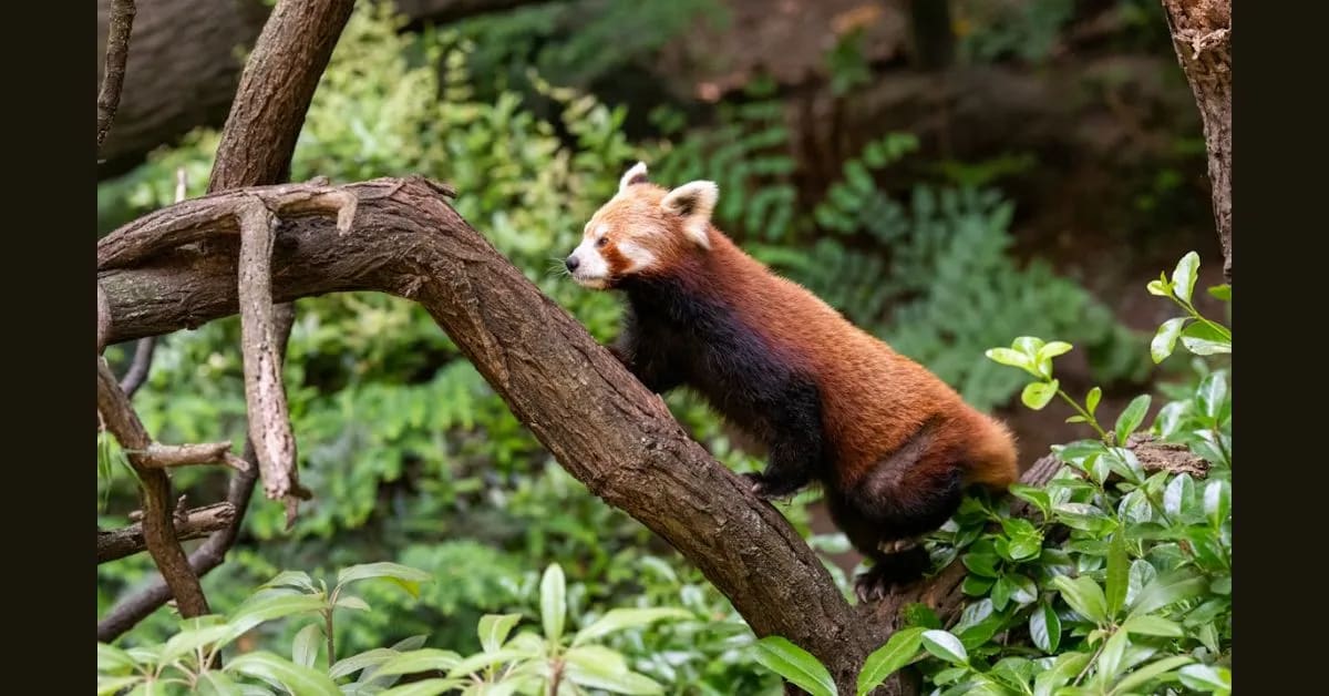 Red Panda – Shy Tree-Lover of the Rainforest