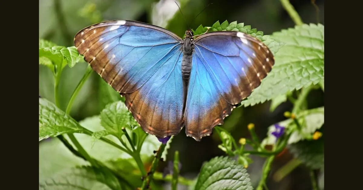Blue Morpho Butterfly – Shimmering Wings of the Jungle