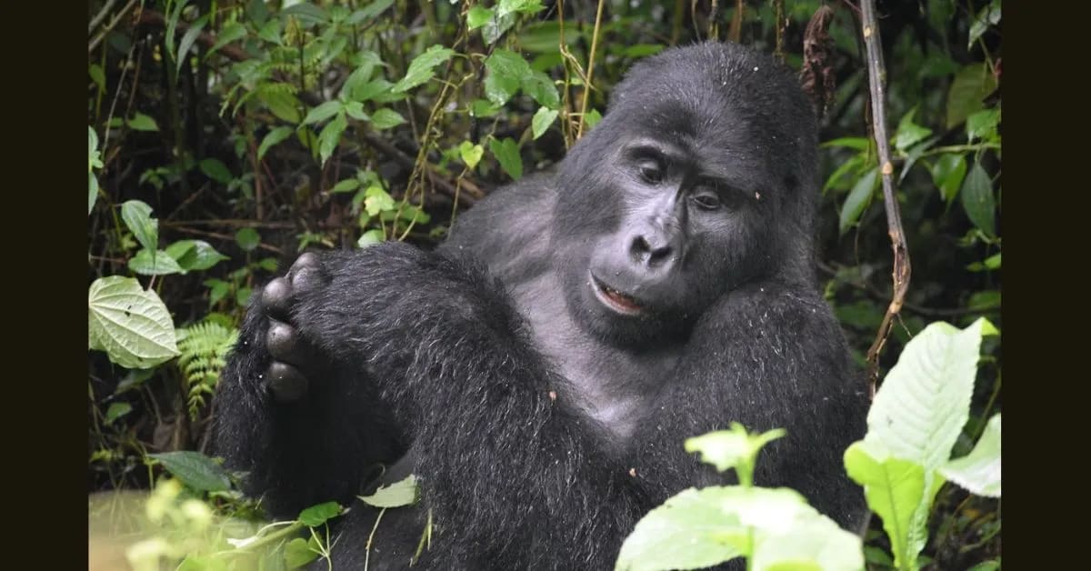 Gorilla – Strong Yet Gentle Rainforest Resident