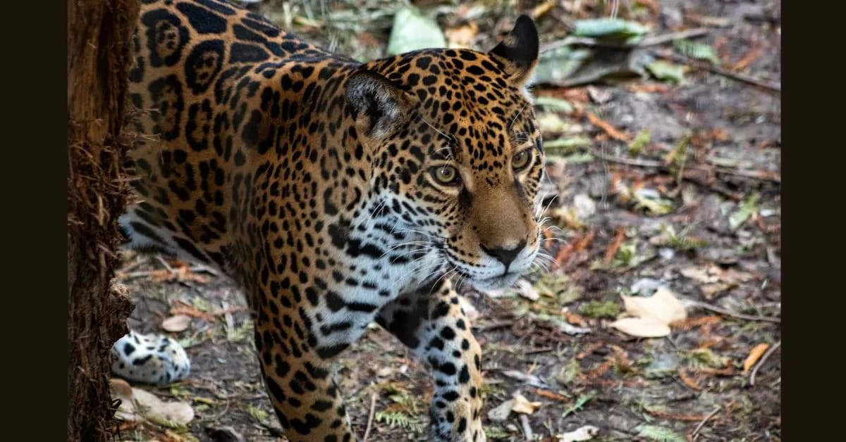 African Leopard – Master of Stealth in Rainforests