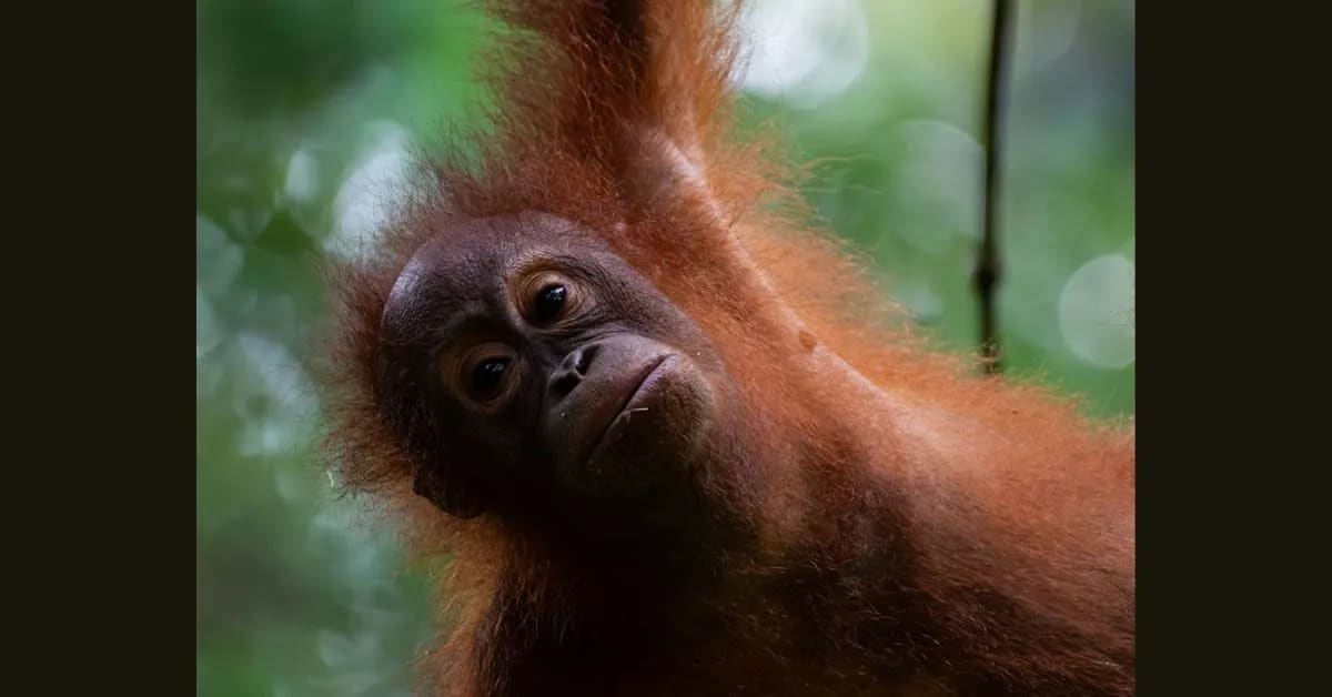 Sumatran Orangutan – The Wise Forest Ape