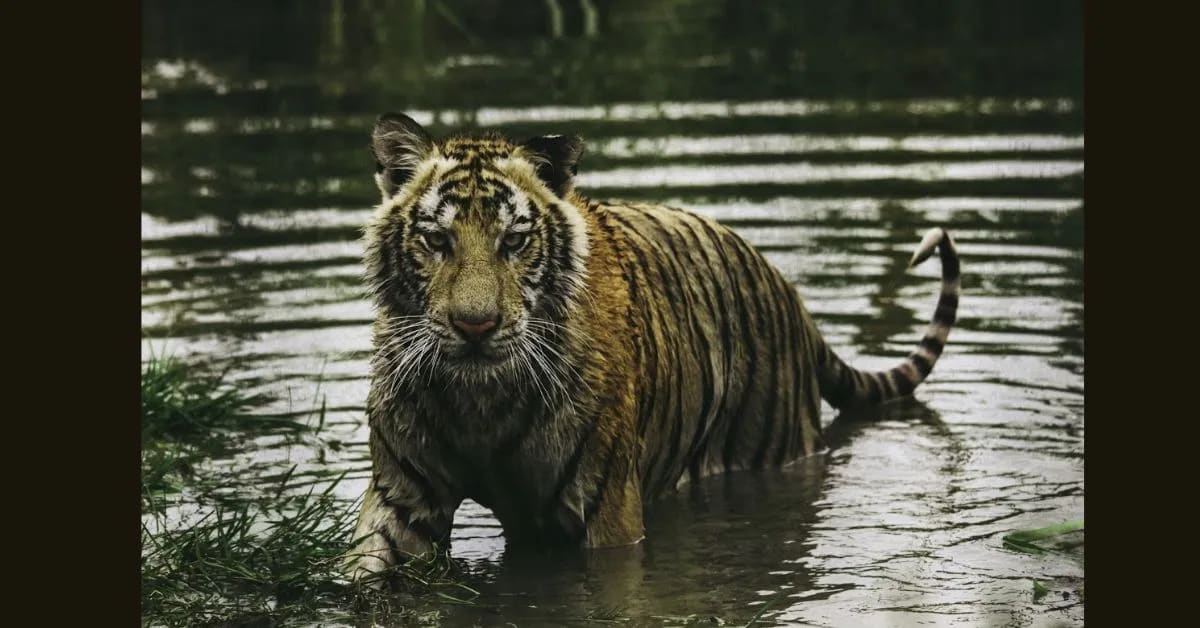 Bengal Tiger – Powerful Predator of Asian Rainforests