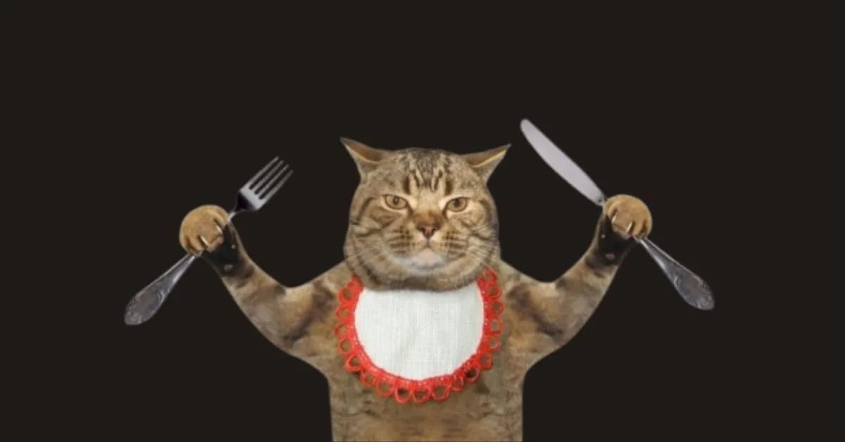 Food-Inspired Funny Cat Names That Always Get Laughs