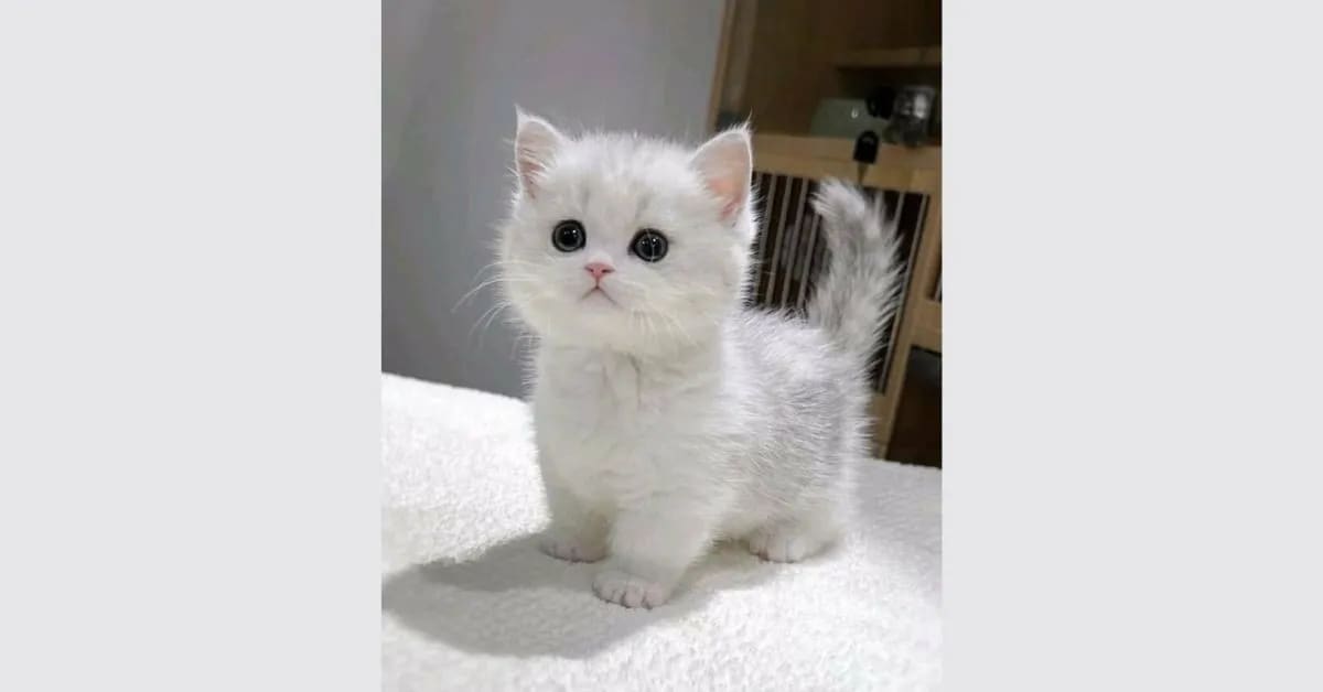 Inappropriate Cat Names That Are Funny but Risky