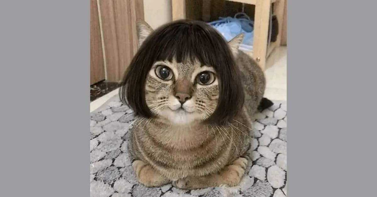 Long and Ridiculous Funny Cat Names That Steal Attention