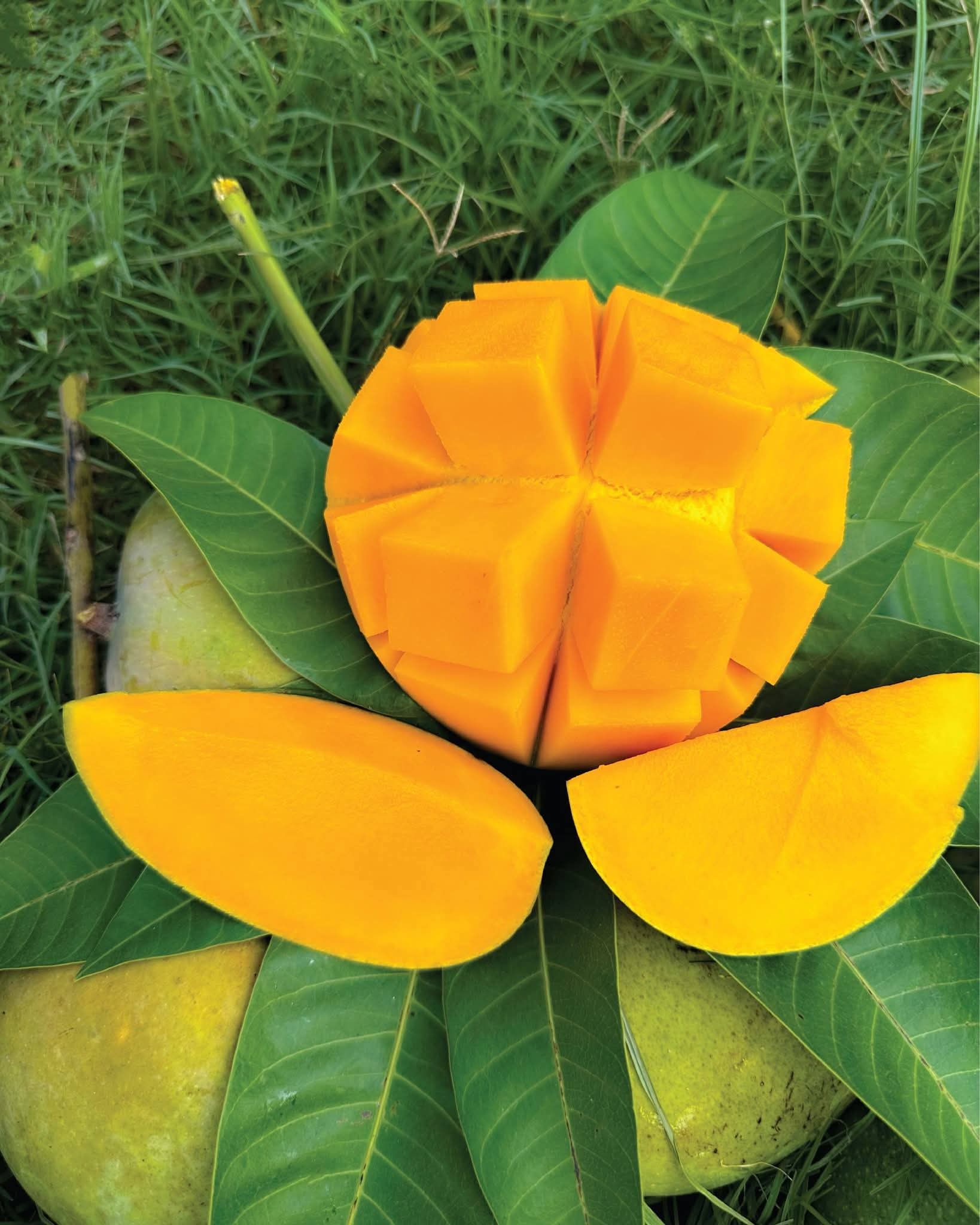 গোবিন্দভোগ আম