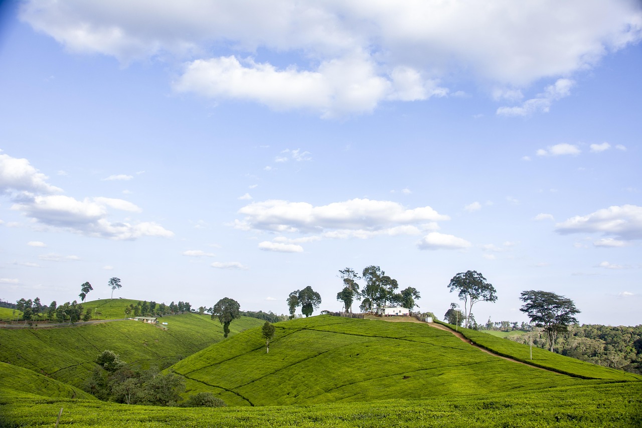 Kenya's agricultural sector is emerging as a testing ground for blockchain-based traceability systems that could redefine food security in East Africa