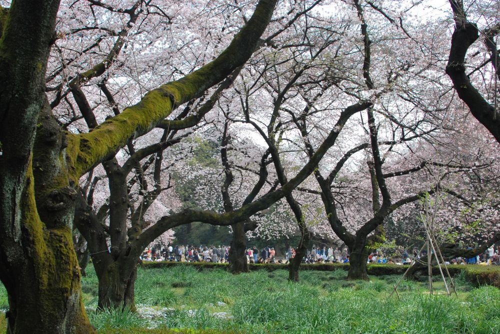 Hanami