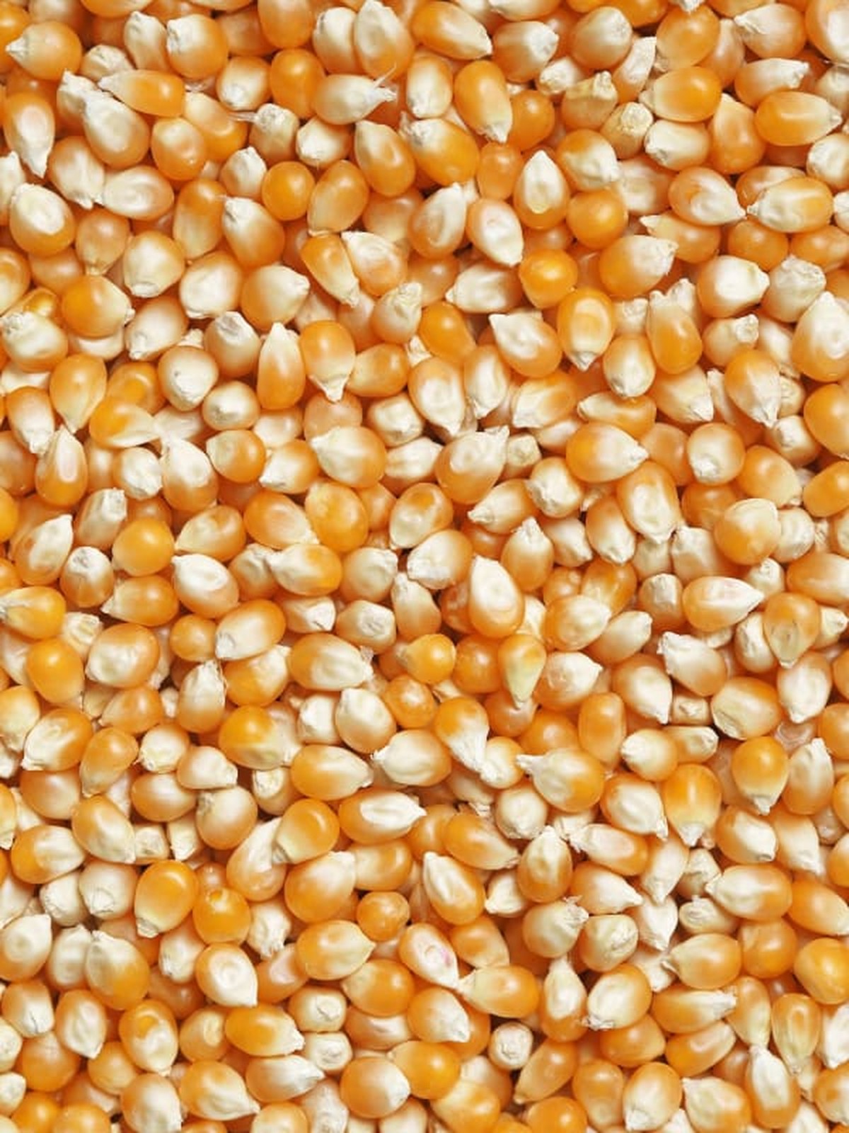 Fresh Corn Kernels