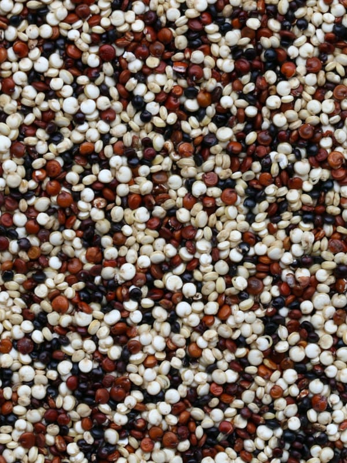 Quinoa Grains