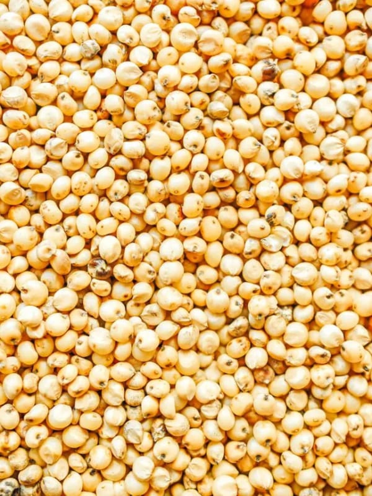 Sorghum Grains